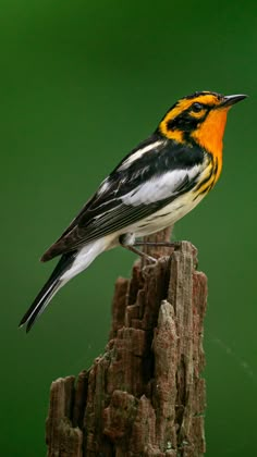 Blackburnian Warbler Warblers Bird, Yellow Warbler, Majestic Birds, North American Birds, Bird Painting Acrylic, American Birds, Black Caps, Orange Bird