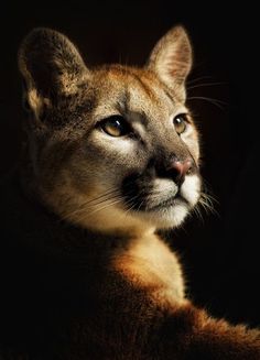 a close up of a cat on a black background