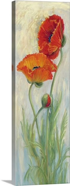 two orange flowers on a white background with green stems in the foreground and one red flower at the far end