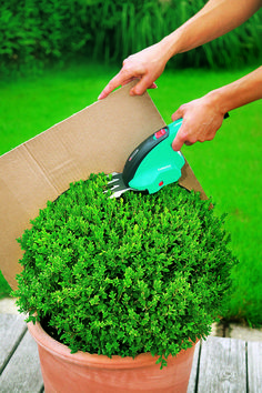 a person is using a power tool to trim a boxwood plant in a pot