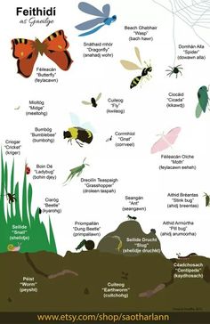 the different types of insects and their names are shown in this poster, which shows them on