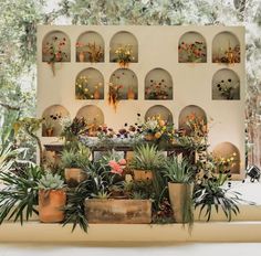 an assortment of potted plants are displayed in front of a wall with arched windows