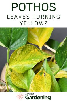 pothos leaves turning yellow with text overlay that reads, how to grow pothos leaves turning yellow