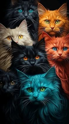 a group of cats with different colors on their faces and eyes, all looking at the camera