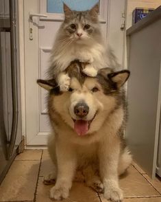 a cat sitting on top of a dog's head in front of a door