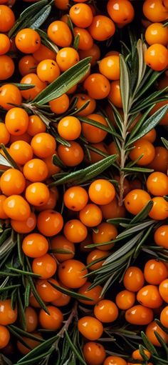 orange berries with green leaves on them are arranged in a close up pattern, as well as the top part of an olive branch