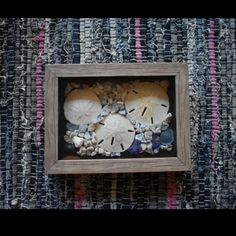 two sand dollars are in a frame with shells on the bottom and one is under it