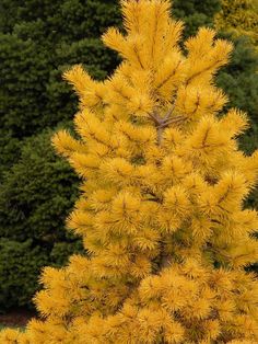 a small yellow tree in front of some bushes