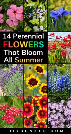 Rainbow Perennial Garden, Zone 7 Perrenial Flower Bed, Oklahoma Perennial Garden, Mid Summer Blooming Perennials, Easy Perennial Garden Ideas, Minnesota Flower Garden Ideas, Small Perennial Flower Bed Ideas, Perennial Wildflower Garden, Perinneal Garden Ideas