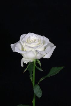 a single white rose with green leaves on a black background in front of a dark backdrop