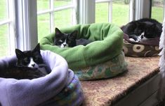 three cats are sleeping in their beds on the windowsill