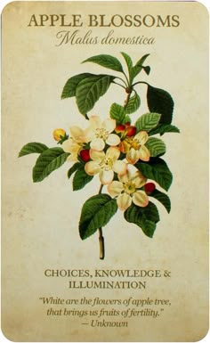 an apple blossom is shown on the back of a card with words about it and pictures of flowers