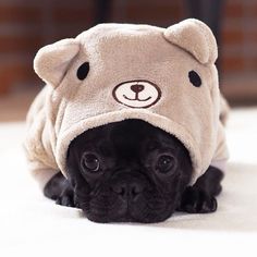 a small black pug dog wearing a teddy bear towel on top of it's head