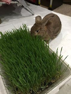 a rabbit sitting on top of a table next to some green grass in a container