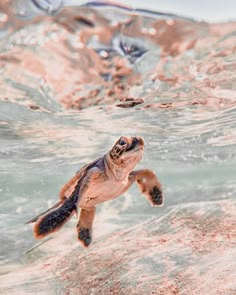 a baby turtle swimming in the ocean