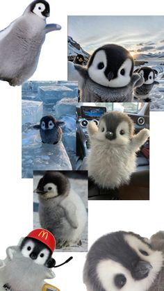 several different pictures of penguins with hats on