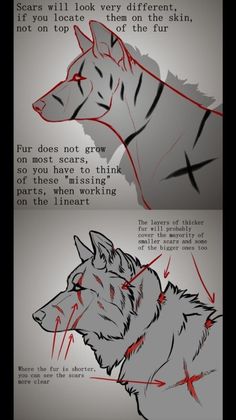 two different types of wolfs with red lines on their backs and the other side