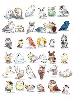 an image of many different kinds of owls