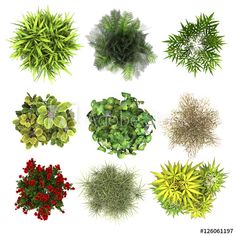 an overhead view of various plants and shrubs on a white background with clippings