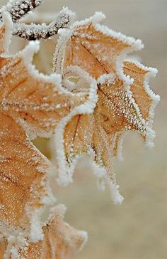 the leaves are covered in ice and snow