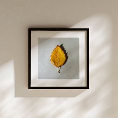 a framed photograph of a yellow leaf on a white wall with shadow from the light coming in