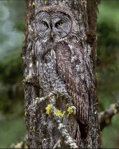 an owl is sitting on the branch of a tree in front of some mossy branches