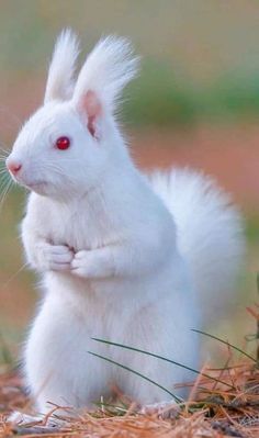 a white squirrel with red eyes sitting in the grass