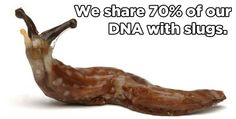 a slug with the words we share 70 % of our dna with slugs