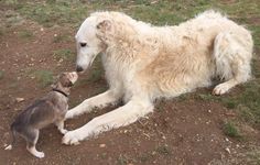 a large white dog laying on top of a dirt field next to a small gray cat