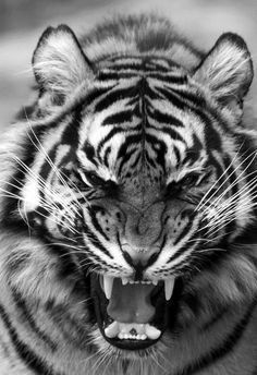 a black and white photo of a tiger with it's mouth open showing teeth