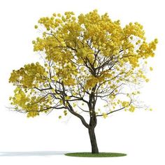 a tree with yellow leaves is shown in the foreground, on a white background