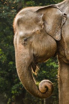 an elephant standing in front of trees with its trunk on the back of it's head