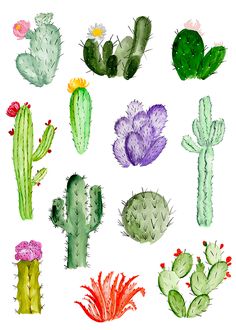 a bunch of different kinds of cactuses and cacti on a white background