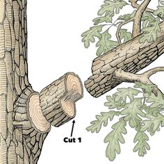 the parts of a tree that are cut in half and attached to a branch with leaves