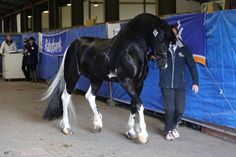 a man standing next to a black and white horse in an indoor arena with people looking on