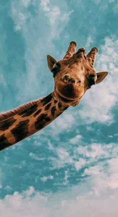 a giraffe looking up at the sky with clouds in the backgroud