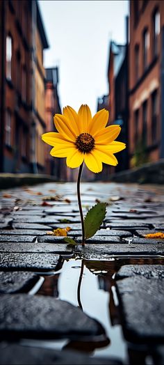 a single yellow flower sitting on top of a wet ground in front of some buildings