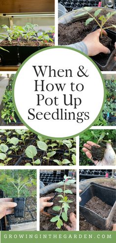 several pictures of how to put up seedlings in the garden with text overlay that reads, when & how to pot up seedlings