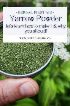 a hand holding a jar filled with green grass and the words, herb first aid yarow powder let's learn how to make it & why you should