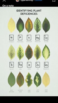 a poster with different types of leaves and their names on it's front cover