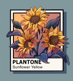 the sunflower yellow is in front of a blue background