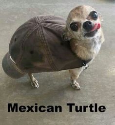 a dog wearing a hat with the caption mexican turtle on it's back