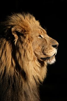 a close up of a lion on a black background