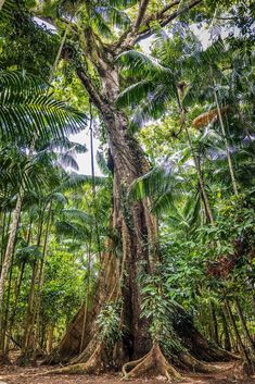 a large tree in the middle of a forest filled with lots of green plants and trees