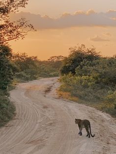 a cheetah walking across a dirt road in the middle of the jungle at sunset