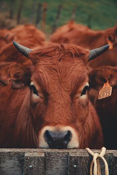 a brown cow with horns sticking its head over a fence