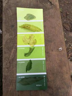 a wooden table topped with lots of different types of leaf shapes and color samples on it