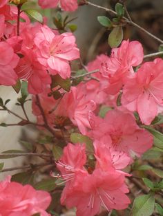 pink flowers are blooming on a tree branch