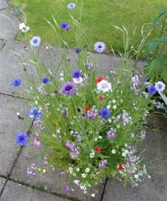 a bunch of flowers that are sitting on the ground in front of some grass and bushes