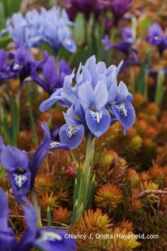 some purple flowers are growing in the dirt and mossy ground with other plants around them